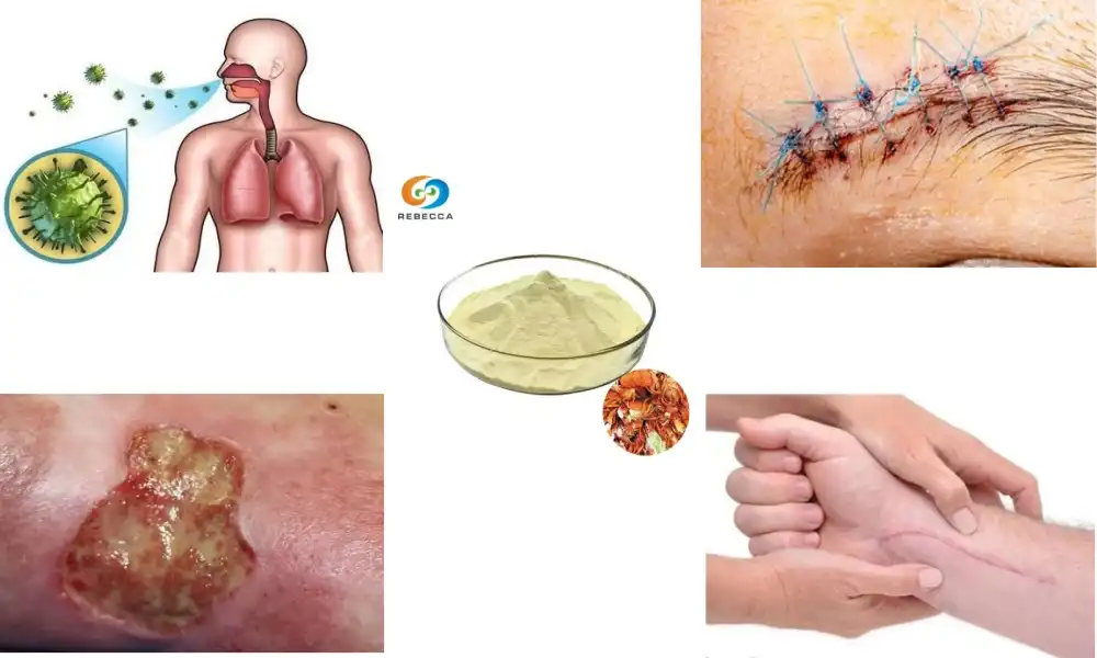 What medical applications does chitosan oligosaccharide have?